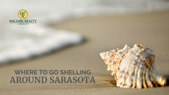 Sarasota Seashells